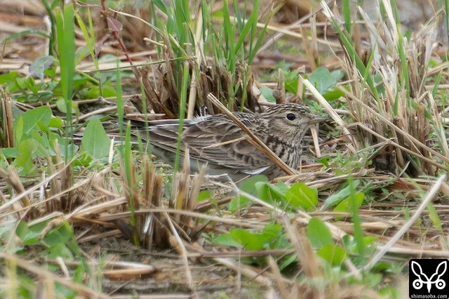石垣島はもちろん沖縄全体でも飛来が少ないヒバリ。ムネアカタヒバリの群れを見ていたら鳴き声がしたので端からサーチしたらいました。