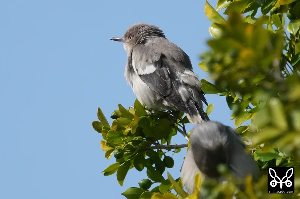 カラムクドリ