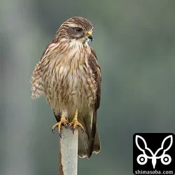 越冬中のサシバ幼鳥。来月には北へ渡ってしまうことでしょう。