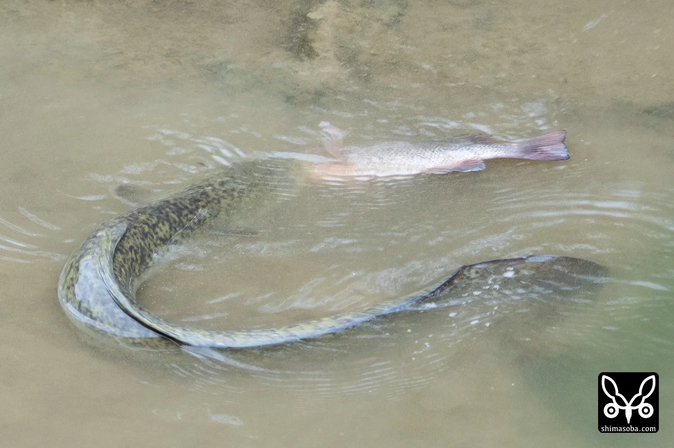 オオウナギ