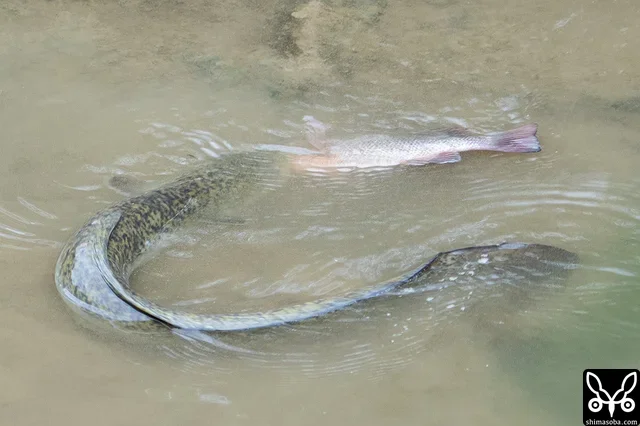 ナンヨウショウビンを見ていたらオオウナギがティラピアらしき魚を食っていました。