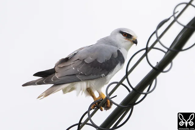 石垣島のカタグロトビは一年に何度も繁殖するので、なんと呼んでいいのか分かりませんが、この個体は幼羽から換羽しつつあります。