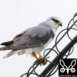 石垣島のカタグロトビは一年に何度も繁殖するので、なんと呼んでいいのか分かりませんが、この個体は幼羽から換羽しつつあります。