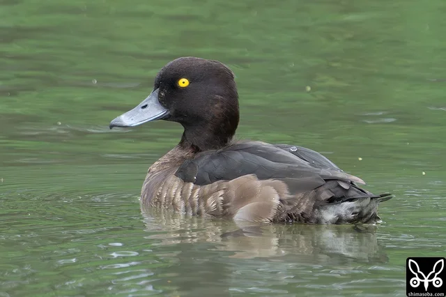 キンクロハジロはダムには数百羽が滞在中ですが、この沈砂池には4羽がいました。