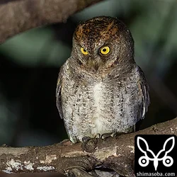 リュウキュウコノハズク