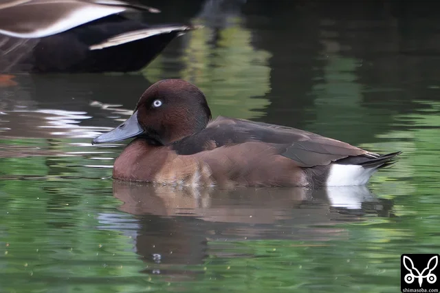 メジロガモのオス。幼鳥、成鳥は確認できず…。
