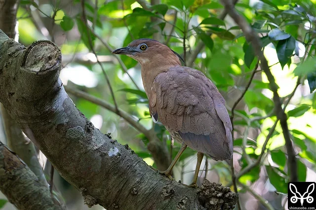 ズグロミゾゴイの成鳥。これから繁殖期に入り、婚姻色に染まった鮮やかな姿を見せてくれます。