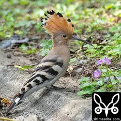 ヤツガシラ、トラツグミ、ズグロミゾゴイ、ジョウビタキ(動画あり)