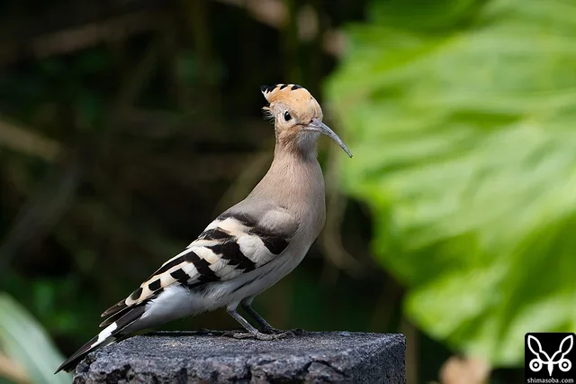 目の前の擬木にパーチ。
