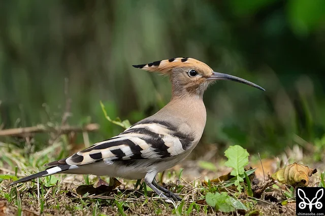 警戒心はないので近い距離で観察できます。ゴキブリを次々と見つけ出していました。