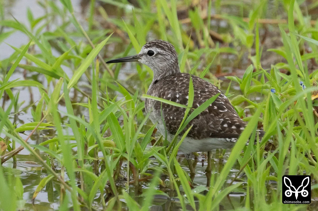 タカブシギ