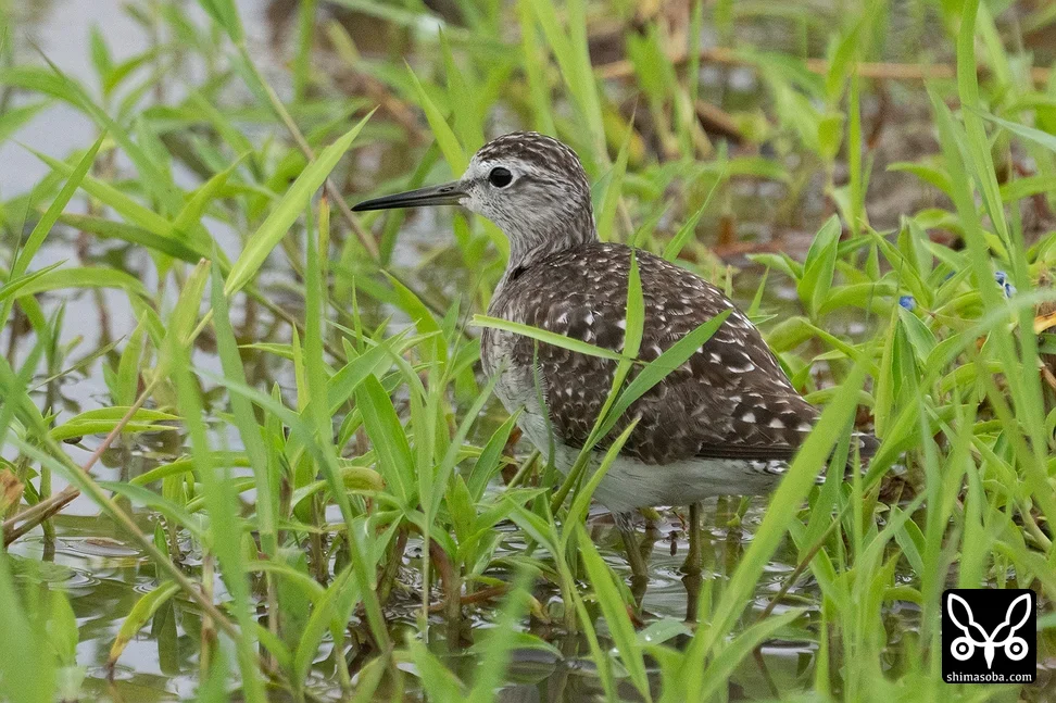 タカブシギ