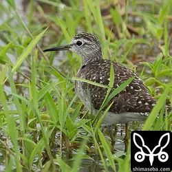 タカブシギ