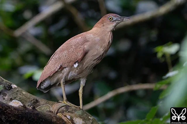 ズグロミゾゴイ成鳥。婚姻色が発現しつつあります。