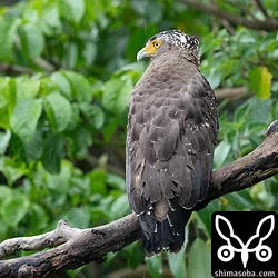 活発な留鳥と春らしい渡りの始まり