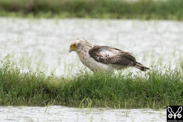 上の成鳥と同じエリアのカンムリワシ幼鳥。成鳥に見つかるたびにどやされている…。^^;