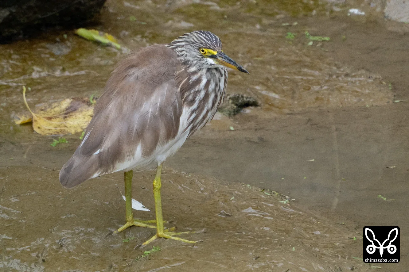 アカガシラサギ