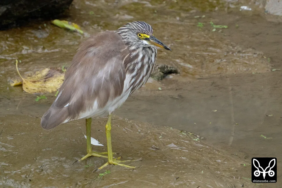 アカガシラサギ