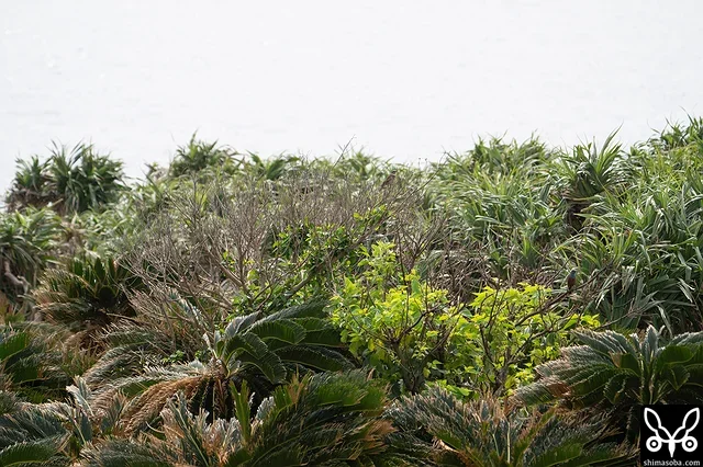 海沿いの灌木にツグミが数羽止まっています。