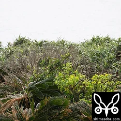 海沿いの灌木にツグミが数羽止まっています。