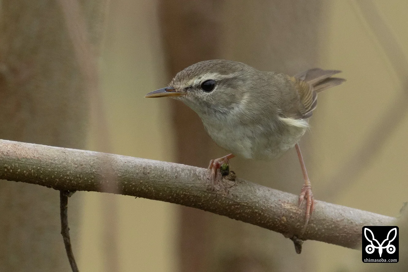 ウグイス--沖縄本島・八重山（石垣島、西表島、竹富島など）で野鳥撮影