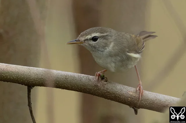 地鳴きとさえずりの練習を見せていたウグイス。