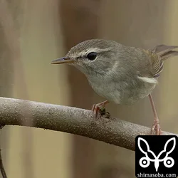 ウグイス