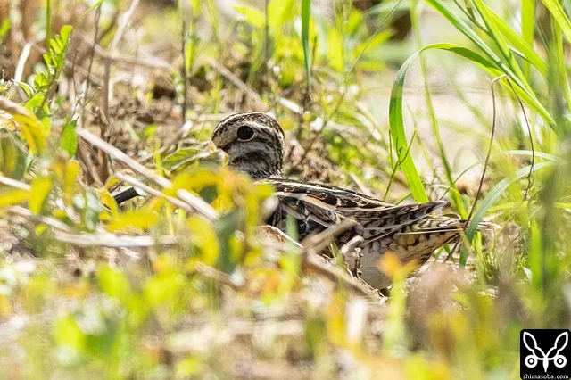 近くにいた、草に隠れたつもりのタシギ。