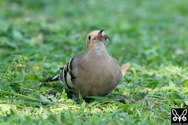 上と同個体。刈られた芝からクモを見つけたヤツガシラ。