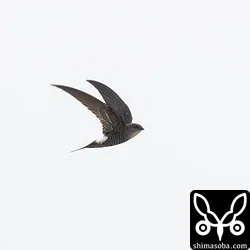 今季初のアマツバメ。