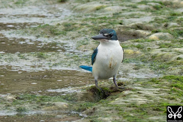 止まり木からカニを目指して飛び込むも空振り。
