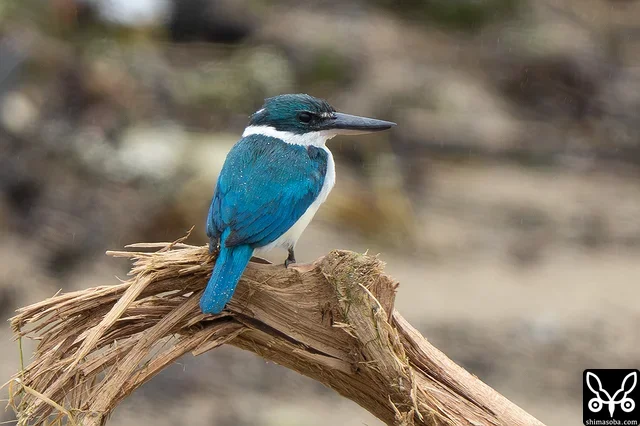 1カ月以上もの間、姿を見せなかったナンヨウショウビンが石垣島に戻って来ました。