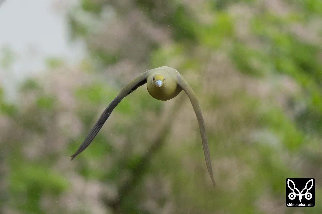 チュウダイズアカアオバト