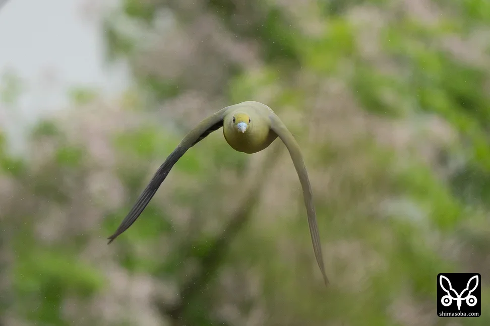 チュウダイズアカアオバト