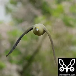 チュウダイズアカアオバト