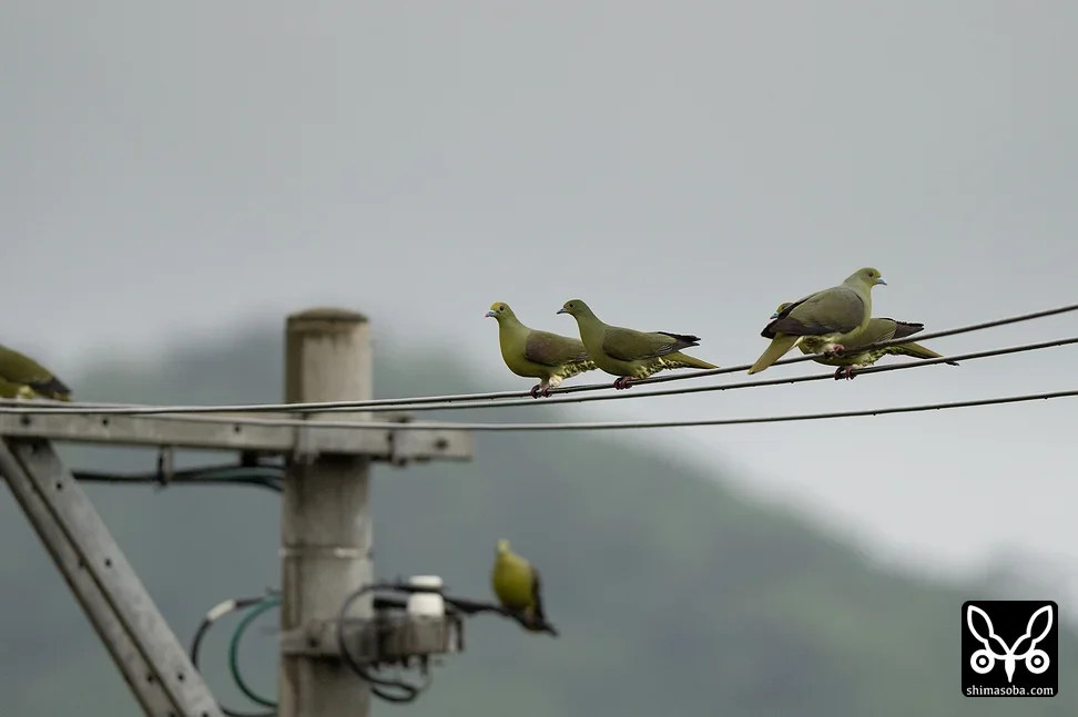 チュウダイズアカアオバト