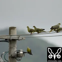 チュウダイズアカアオバト
