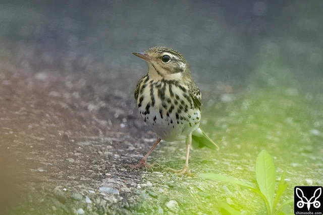 鳴き声がしたので探してみるとビンズイが1羽いました。