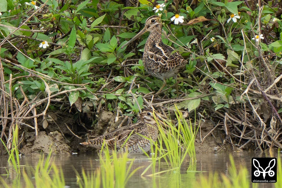 チュウジシギ