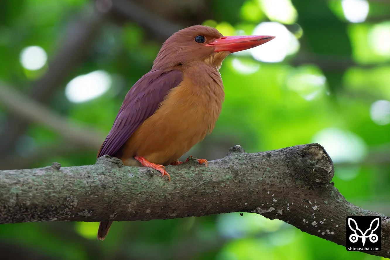 リュウキュウアカショウビン