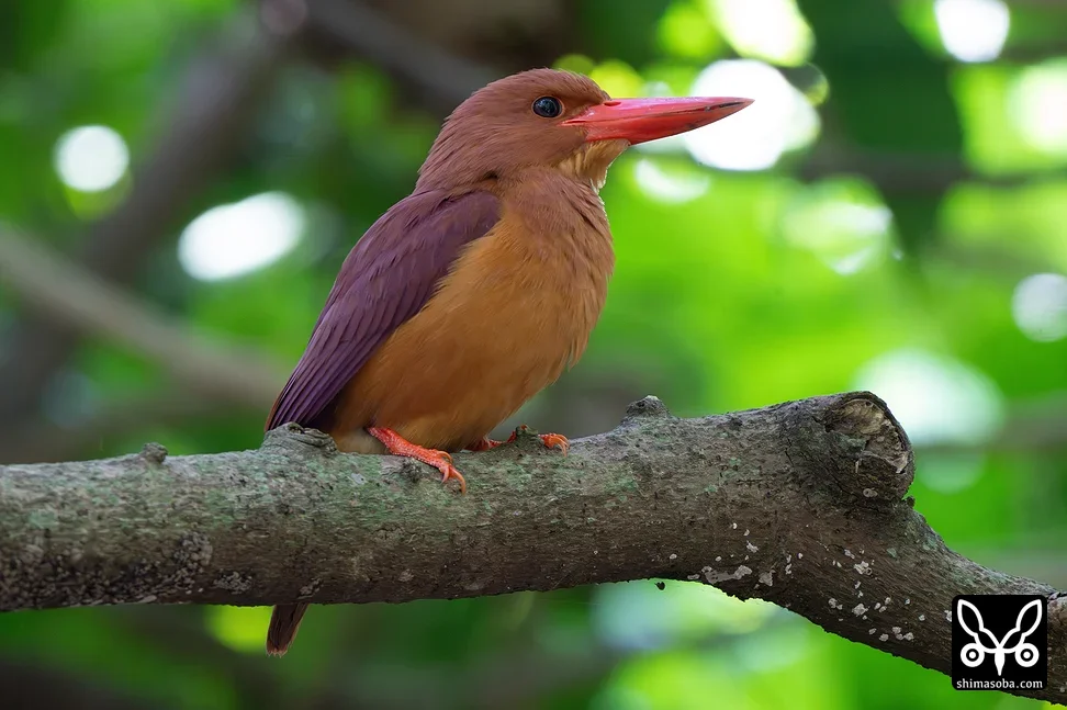 リュウキュウアカショウビン