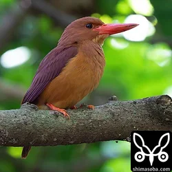 リュウキュウアカショウビン