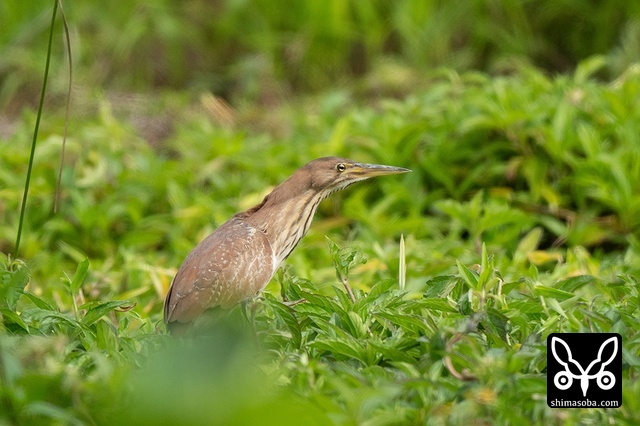 リュウキュウヨシゴイ