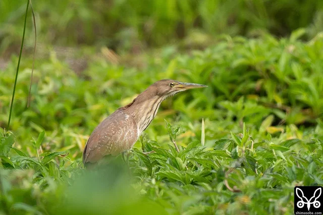 リュウキュウヨシゴイのメス。オスの後をついて回っていました。