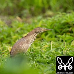 リュウキュウヨシゴイ