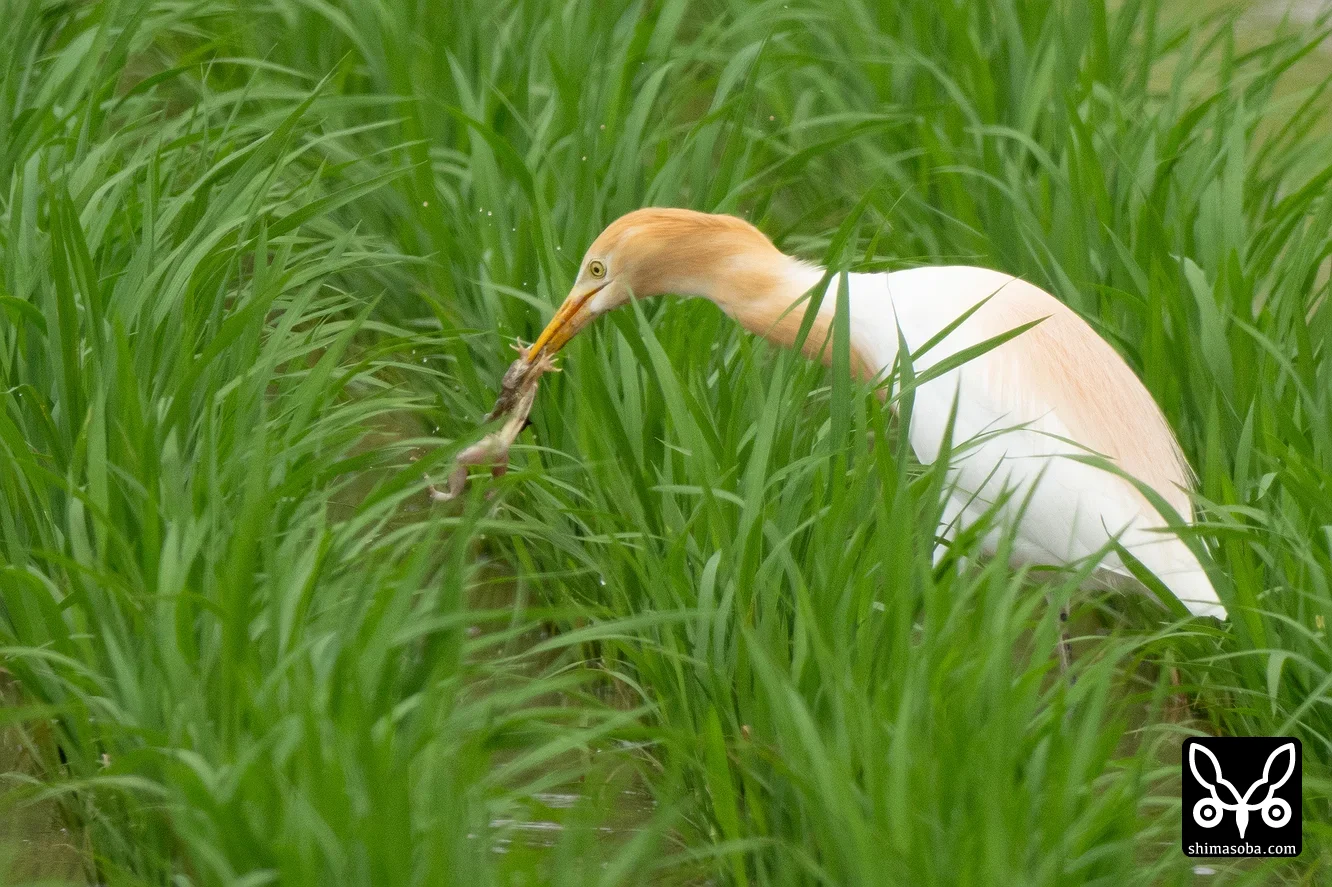 アマサギ