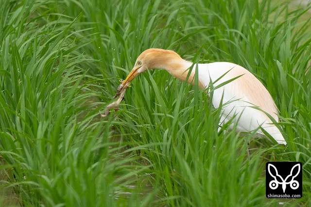 アマサギ