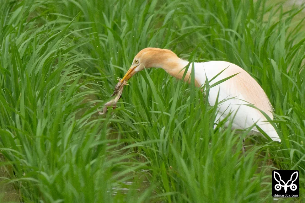アマサギ