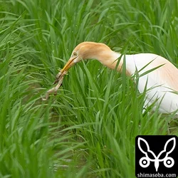 アマサギ