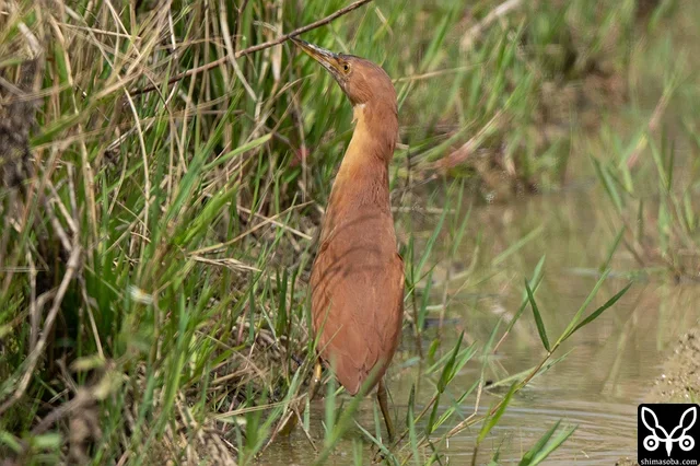 リュウキュウヨシゴイのオス。活発に飛び回る姿をよく見ます。